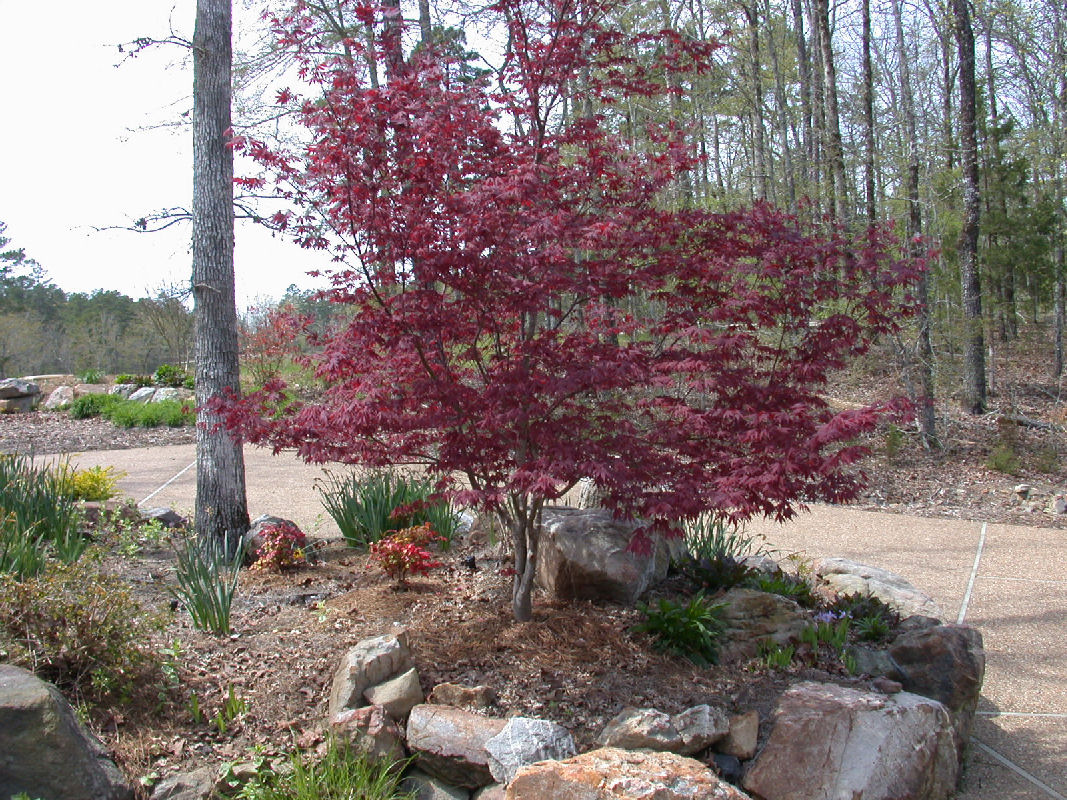 Japanese Maple